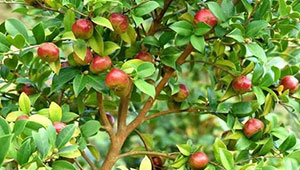 我國(guó)油茶種植面積達(dá)6800萬畝