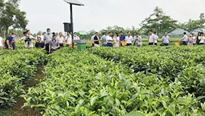 推廣生態(tài)茶園模式 推動茶葉綠色生產(chǎn)進入生態(tài)化種植新階段