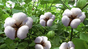推動良好棉花生產 促進棉花綠色發展