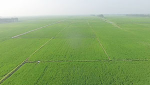 護好“飯碗田”做優(yōu)“可持續(xù)”——吉林省加強黑土地保護推進“藏糧于地”