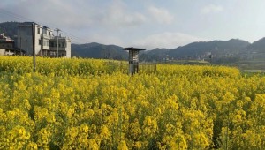 萬象“耕”新不負春，托普云農助力描繪春耕春管科技新圖景